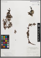 Foto von Salix retusa L.